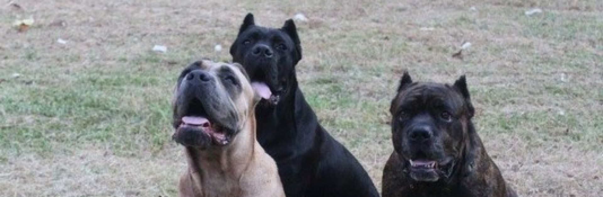 Athens Classic Cane Corso